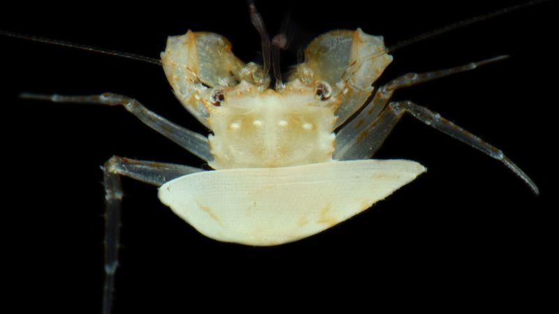  Scientists used specialized equipment to dive into the ocean’s ‘twilight zone.’ They found creatures never seen before