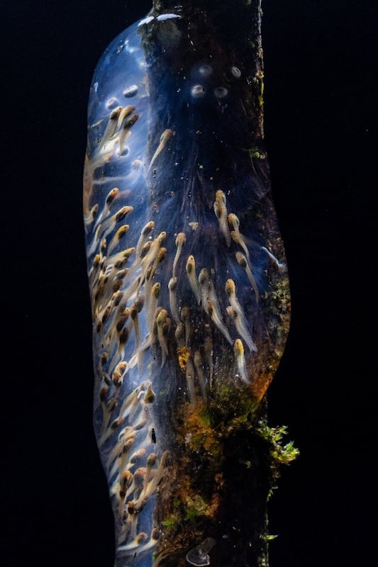 Malagasy frog tadpoles