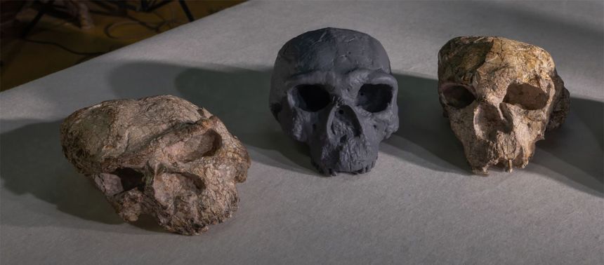 With molecular evidence now linking the Dragon Man skull to the Denisovans, it's easier for paleoanthropologists to identify other potential Denisovan remains, including these skulls unearthed in China.