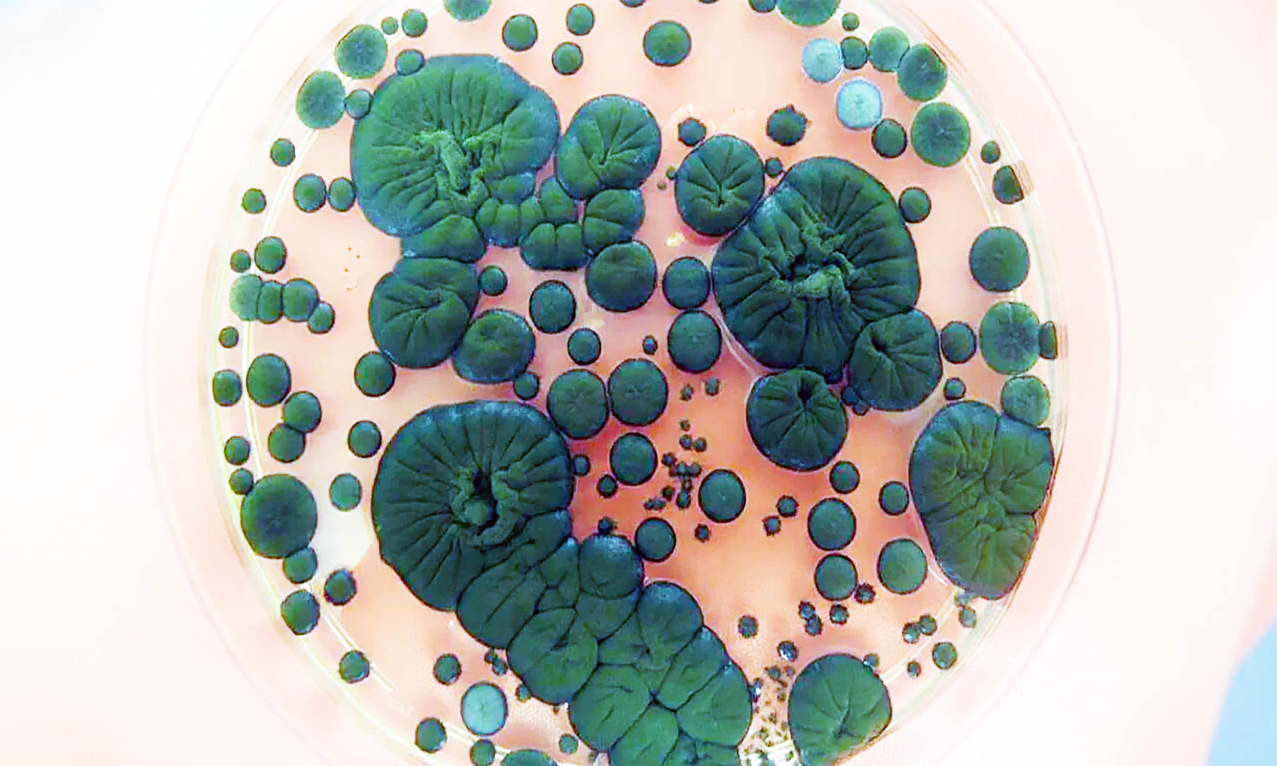  Black fungus living at Chernobyl has evolved to ‘eat’ radiation