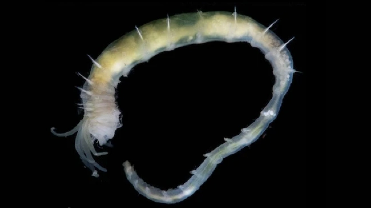  World’s Deepest Gas Hydrate Discovered Teeming With Life Off Greenland : ScienceAlert