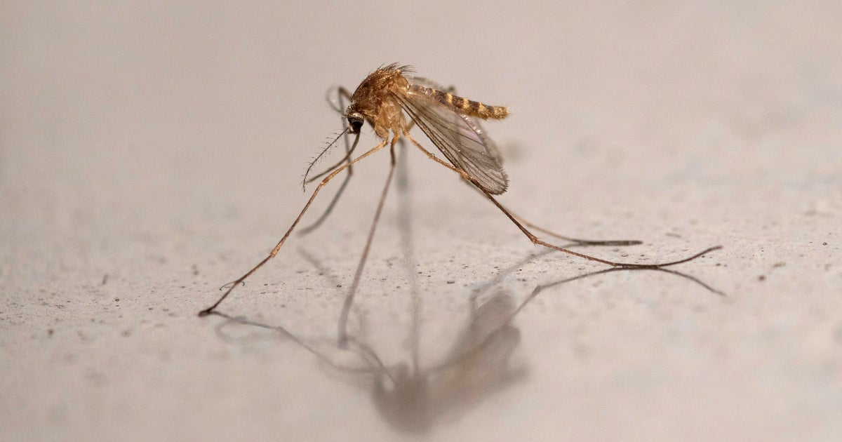  Mosquito-borne viruses kill 33 people, including 21 children, in Cuba