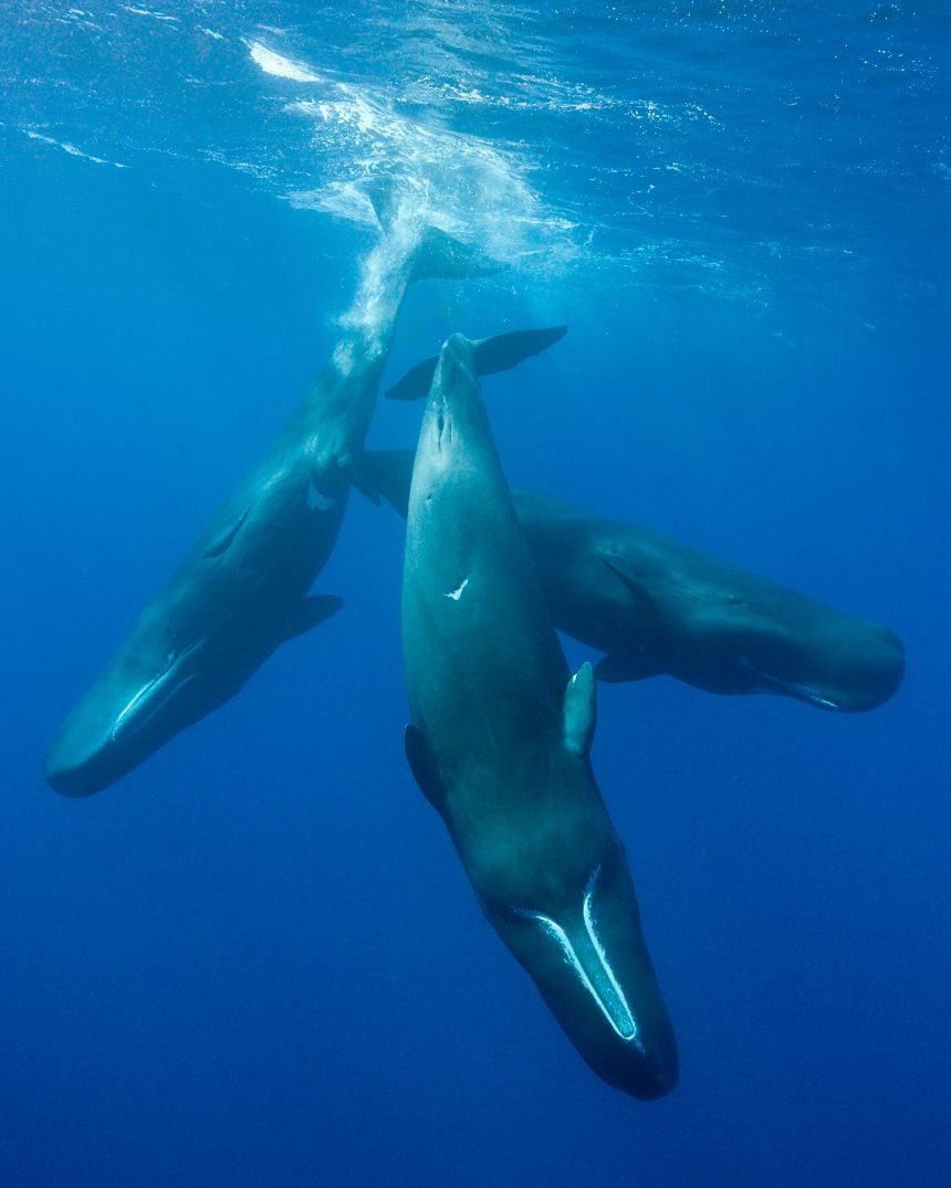 Sperm whales are the world's largest toothed predators.