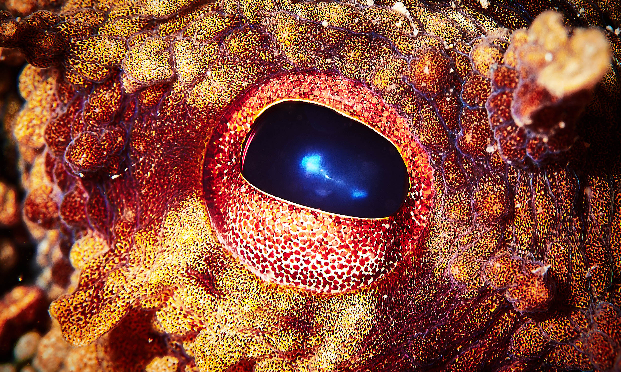  Which animal could replace humans as Earth’s dominant species?