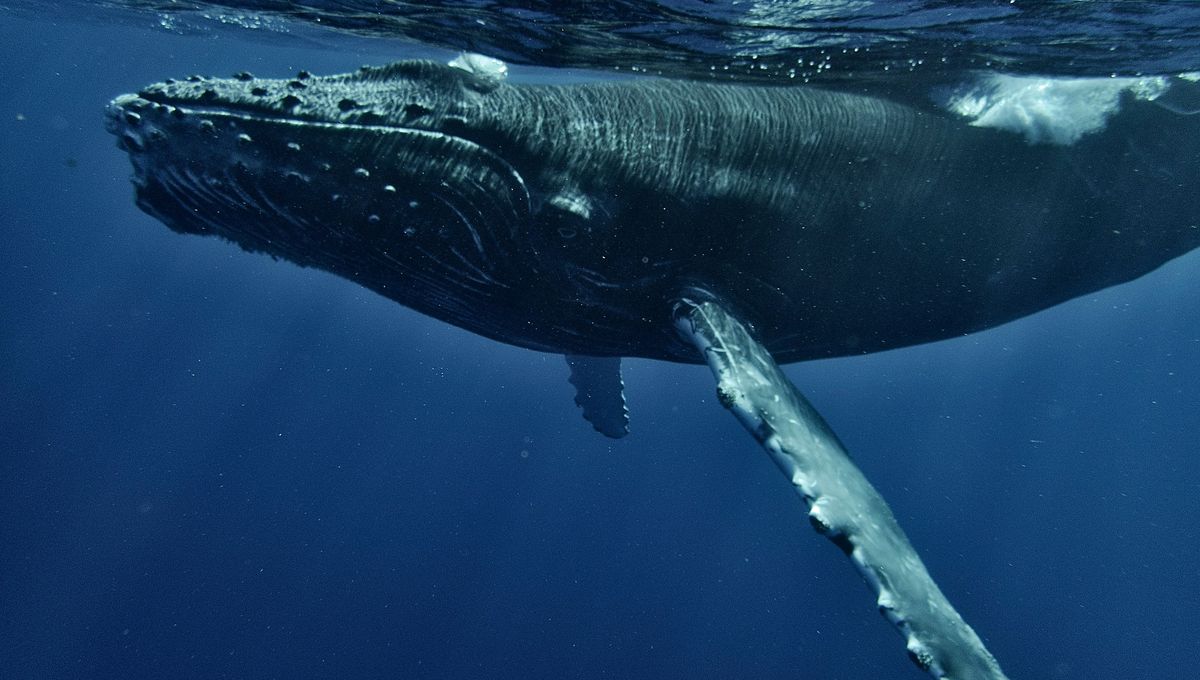  Can A Whale Swallow A Human?