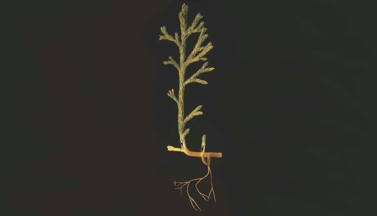 Other plants found in the Rhynie Chert have a range of different vascular systems. Asteroxylon, for example, already has xylem and phloem. © The Trustees of the Natural History Museum, London