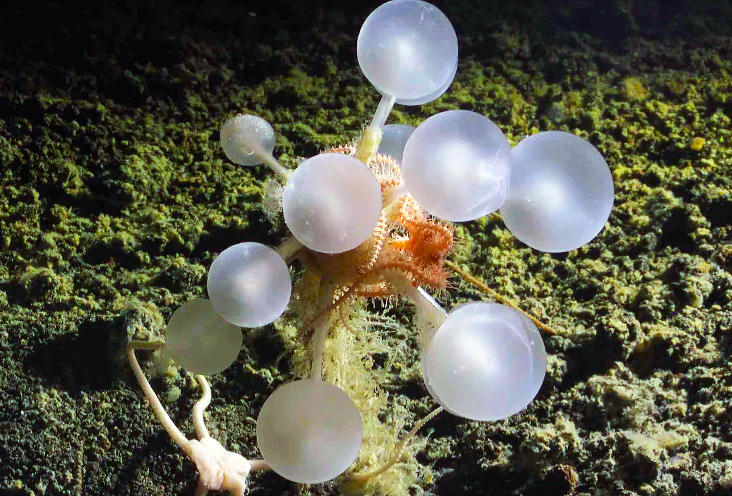  Killer sea sponge discovered that traps and devours live animals