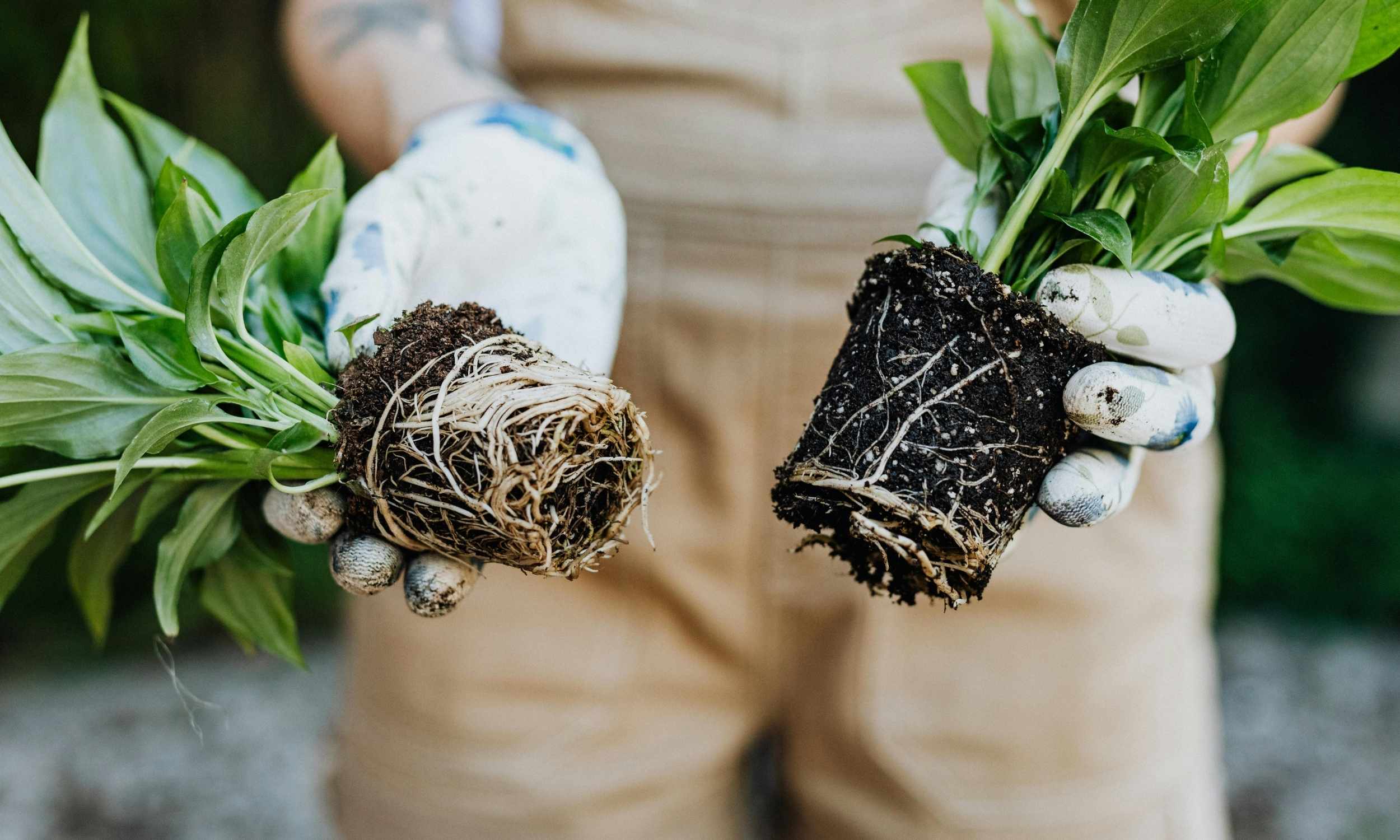  Simple kitchen waste product makes plants grow taller and stronger