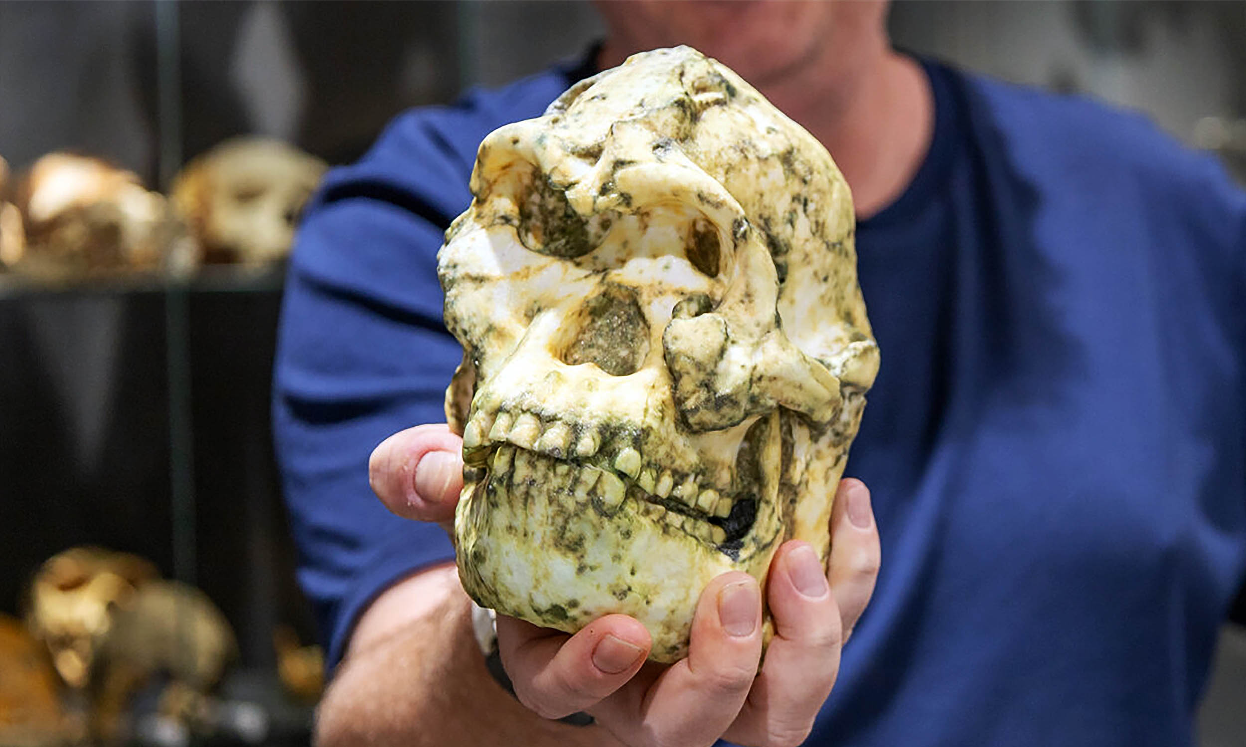  ‘Little Foot’ fossil might be a completely new human species