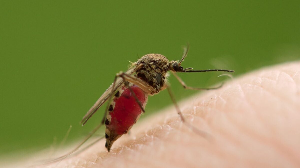  Male Mosquitoes Can Feed on Our Blood, Too