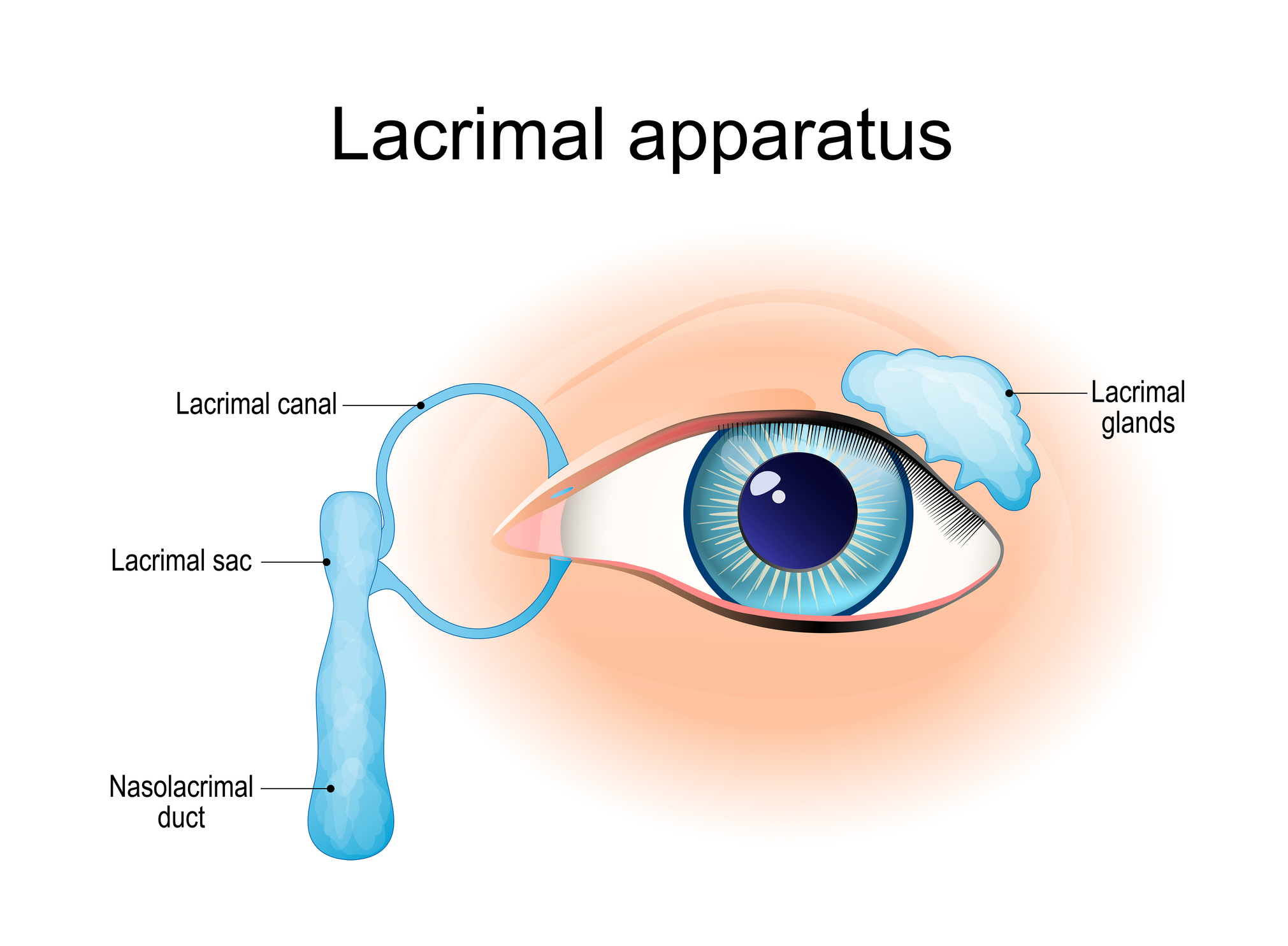 Drawing of a right side human eye showing the lacrimal apparatus. The lacrimal glands sit above the tear duct, the lacrimal canal, lacrimal sac, and nasolacrimal duct sit on the outside of the eye, opposite the tear duct.