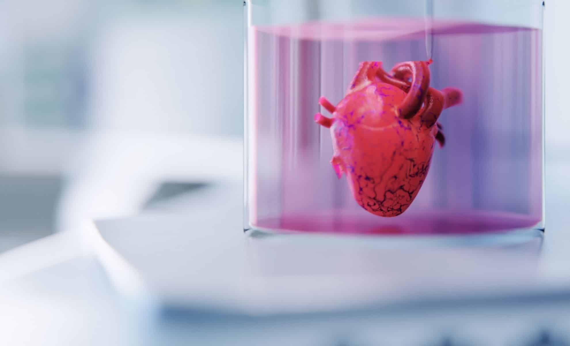  Scientists Have Found a Way to Grow Human Organs in Animals — And the Results Are Promising