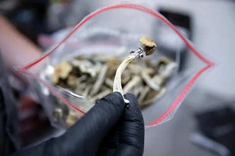 Getty Images There has been a resurgence in research on the therapeutic use of psychedelics such as psilocybin, which is found in magic mushrooms (Credit: Getty Images)