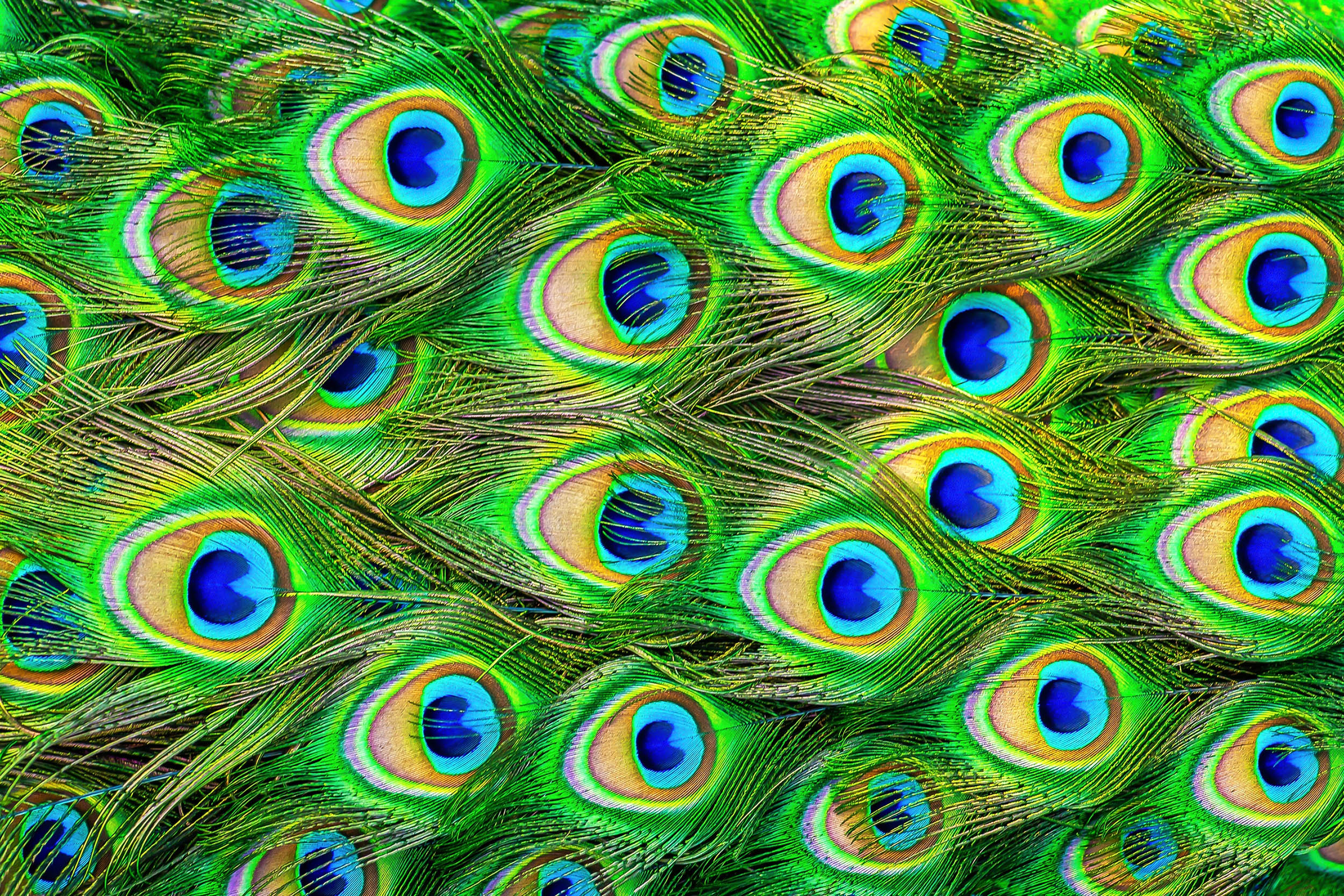  Peacock feathers can be lasers, a first in the animal kingdom