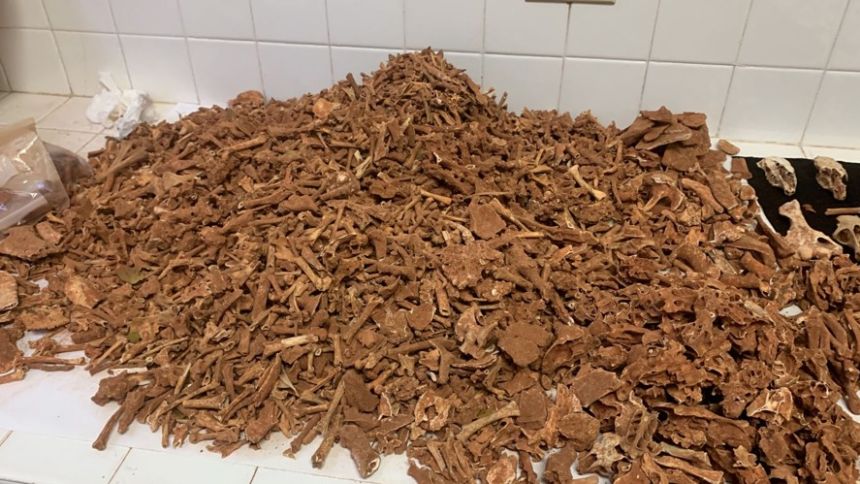 The research team collected fossils of different species of vertebrates.