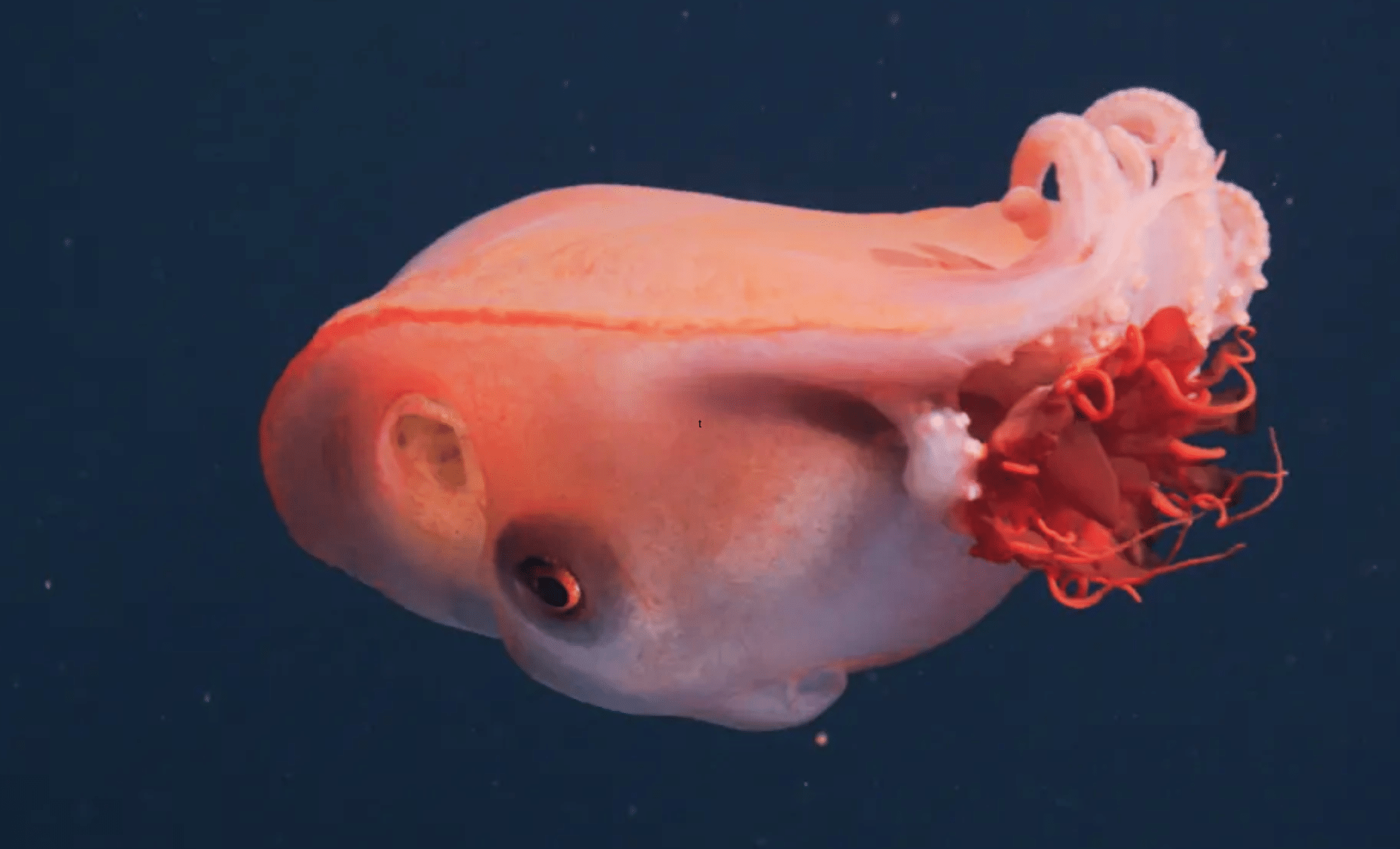  Rare Footage of Seven-Arm Octopus Captured in the Deep Sea