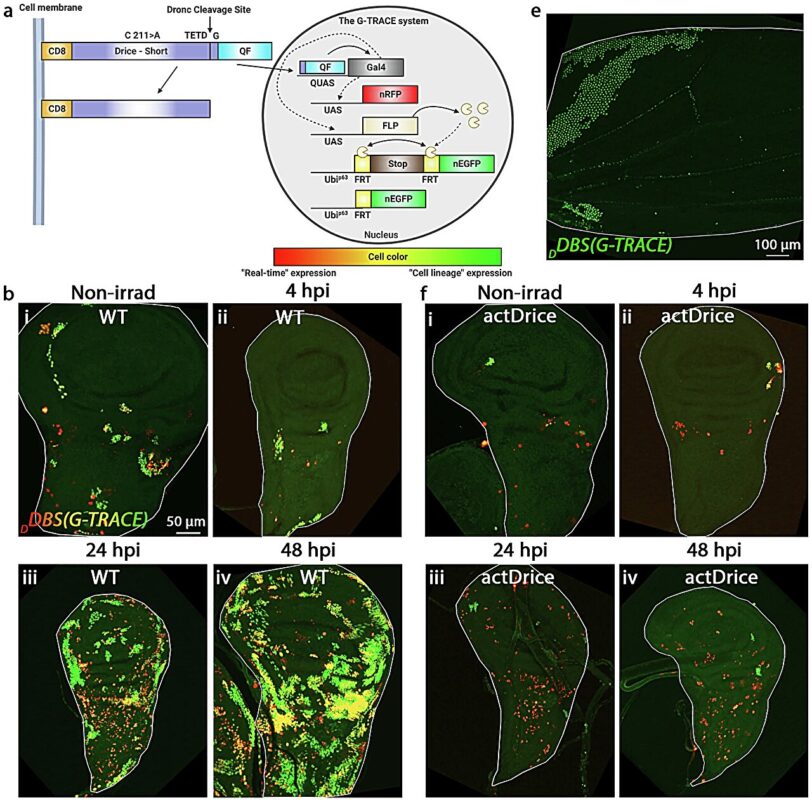 Researchers Uncover Mo 4