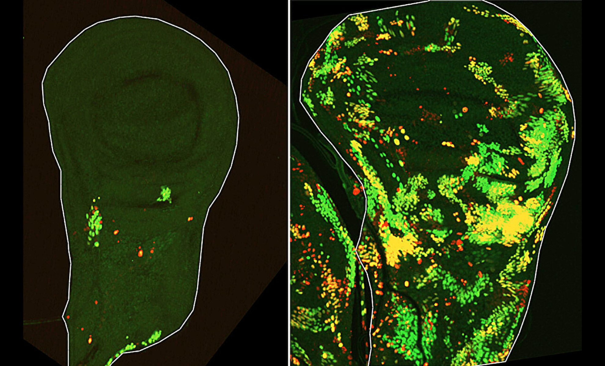  50-Year-Old Mystery of Tissue Regeneration Solved by New Research