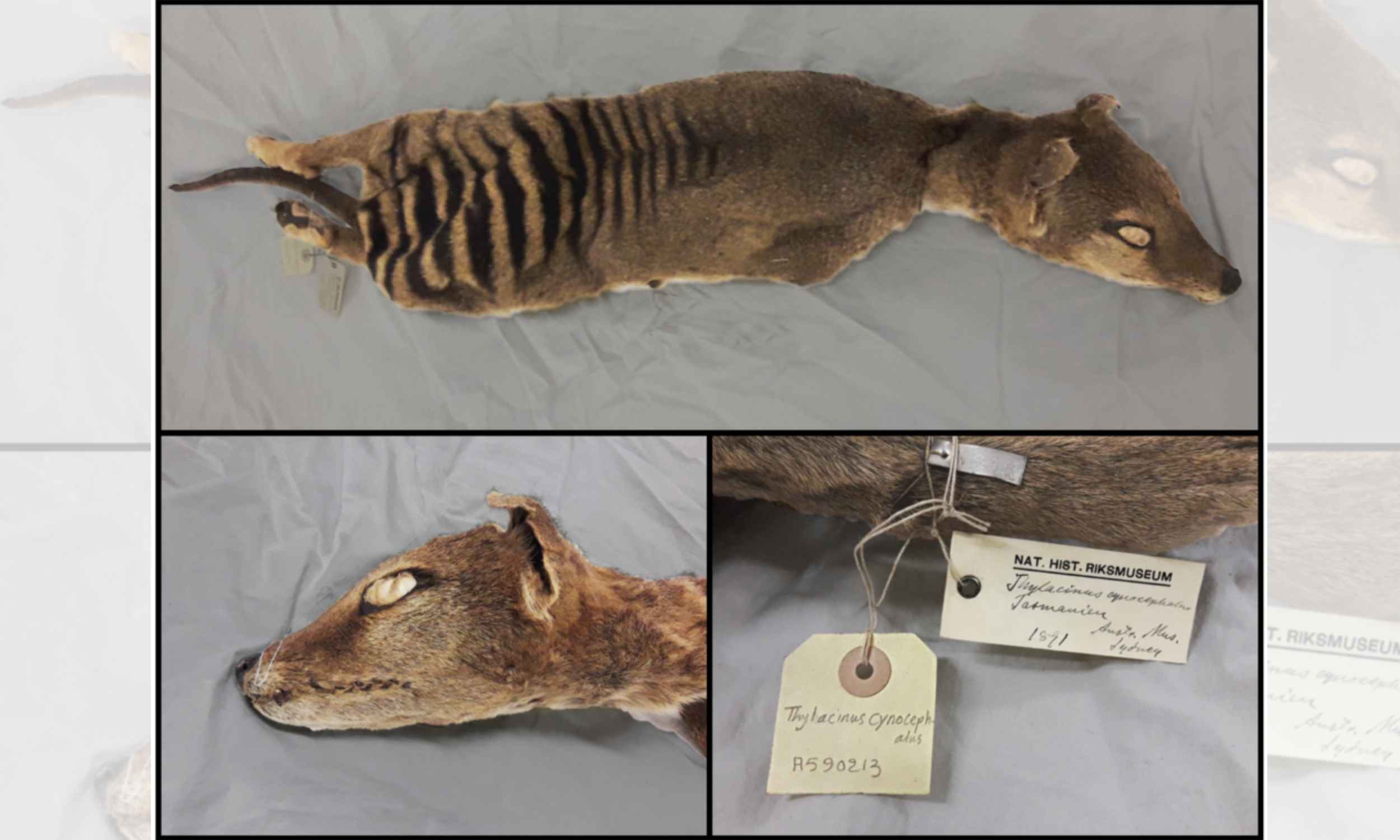  Scientists retrieve RNA from an extinct animal, marking a first in genetics research