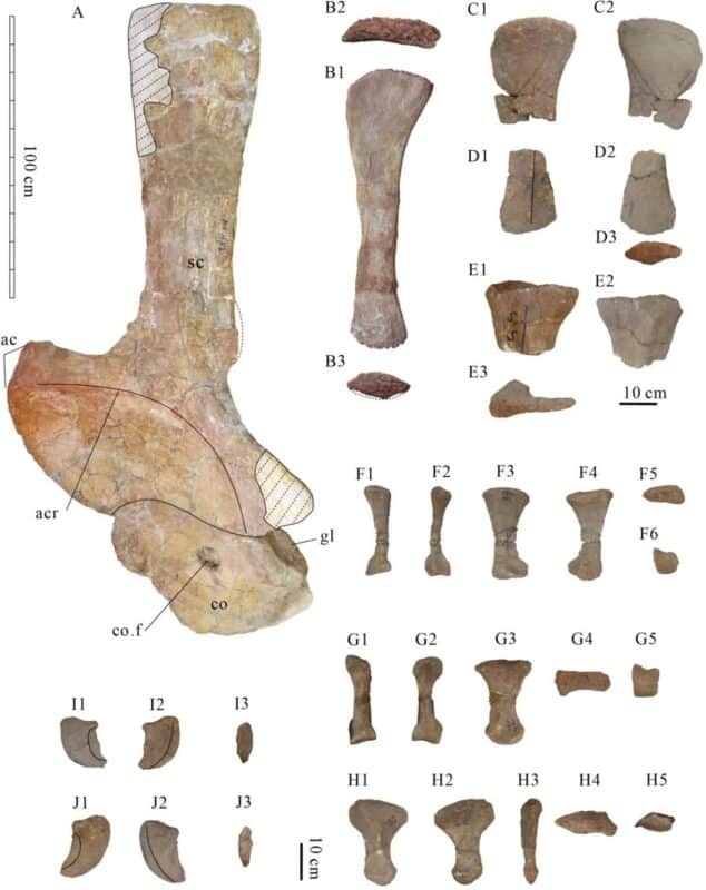 Shoulder Girdle And Hindlimb Bones Of Tongnanlong Zhimingi