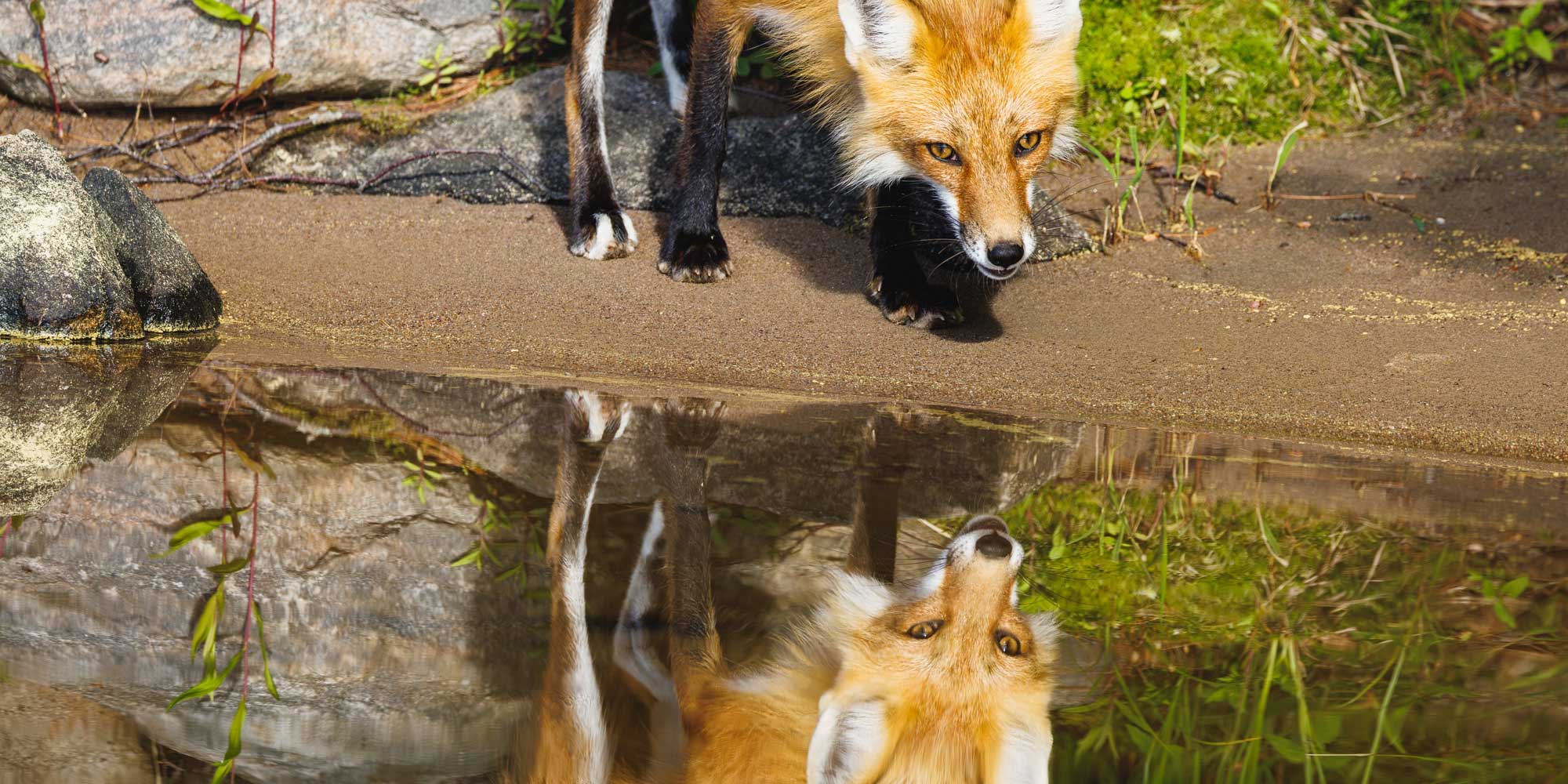  Waterfox browser goes AI-free, targets the Firefox faithful • The Register