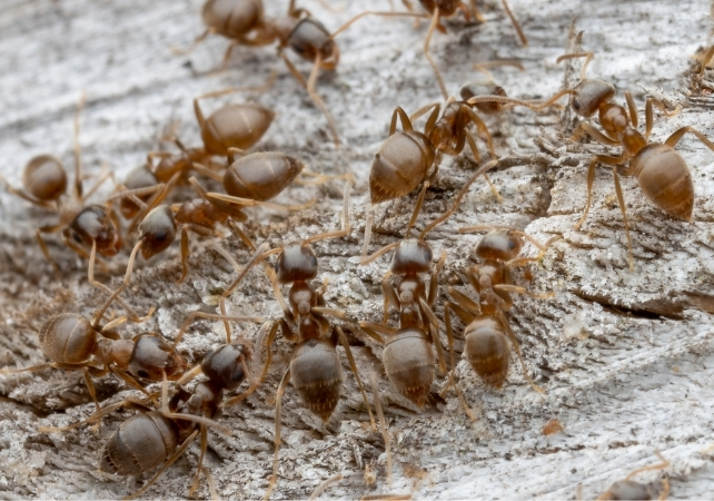 numerous ants on timber
