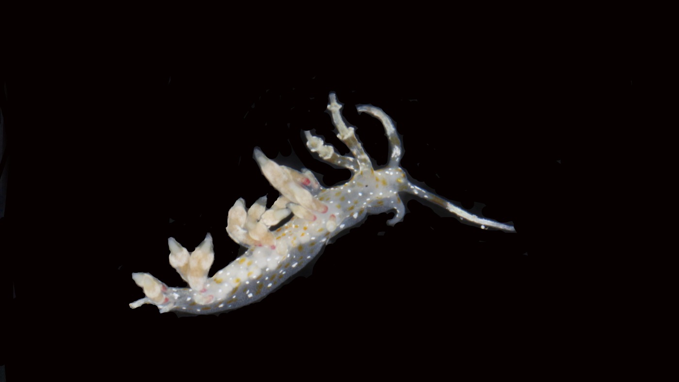 Scientists say they have discovered 20 new species deep in the Pacific Ocean : NPR