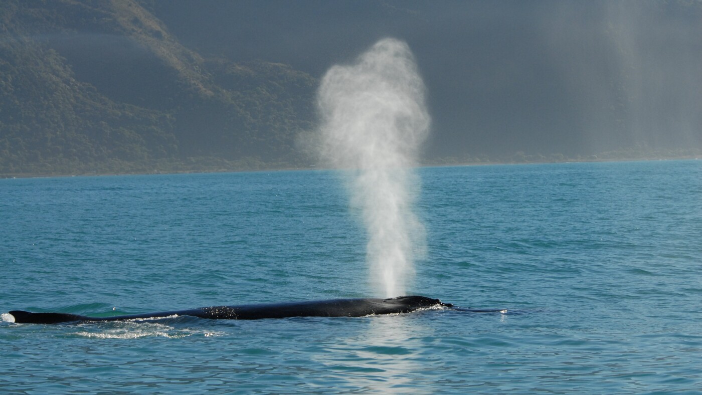  Whale breath can hint at health. Now drones can collect them : Short Wave : NPR