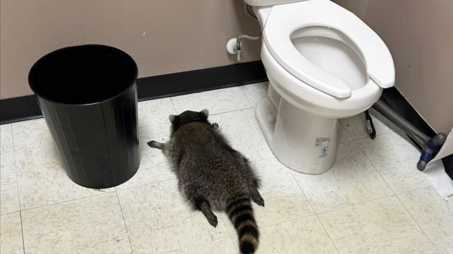  Drunk raccoon found passed out in Virginia liquor store after wild night