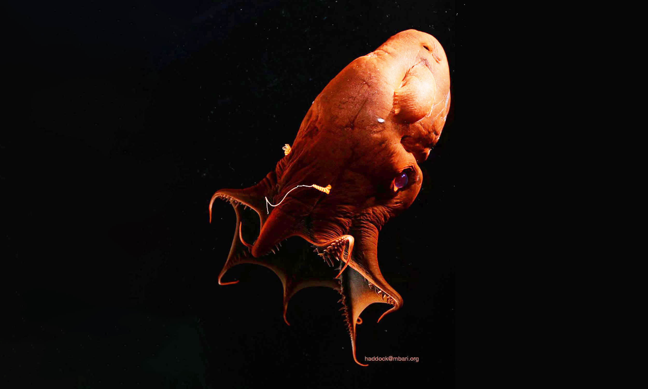  Vampire squids are the missing link between squids and octopuses