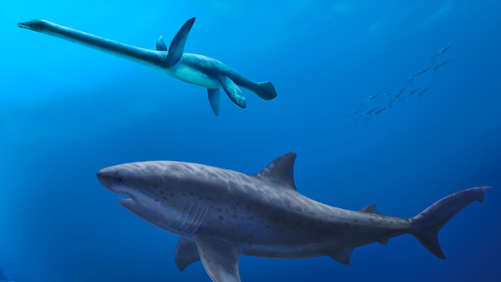  Before megalodon, researchers say a monstrous shark ruled ancient Australian seas