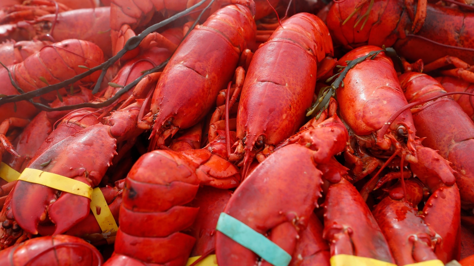  Oysters, crab and $400,000 worth of lobster meat stolen in New England