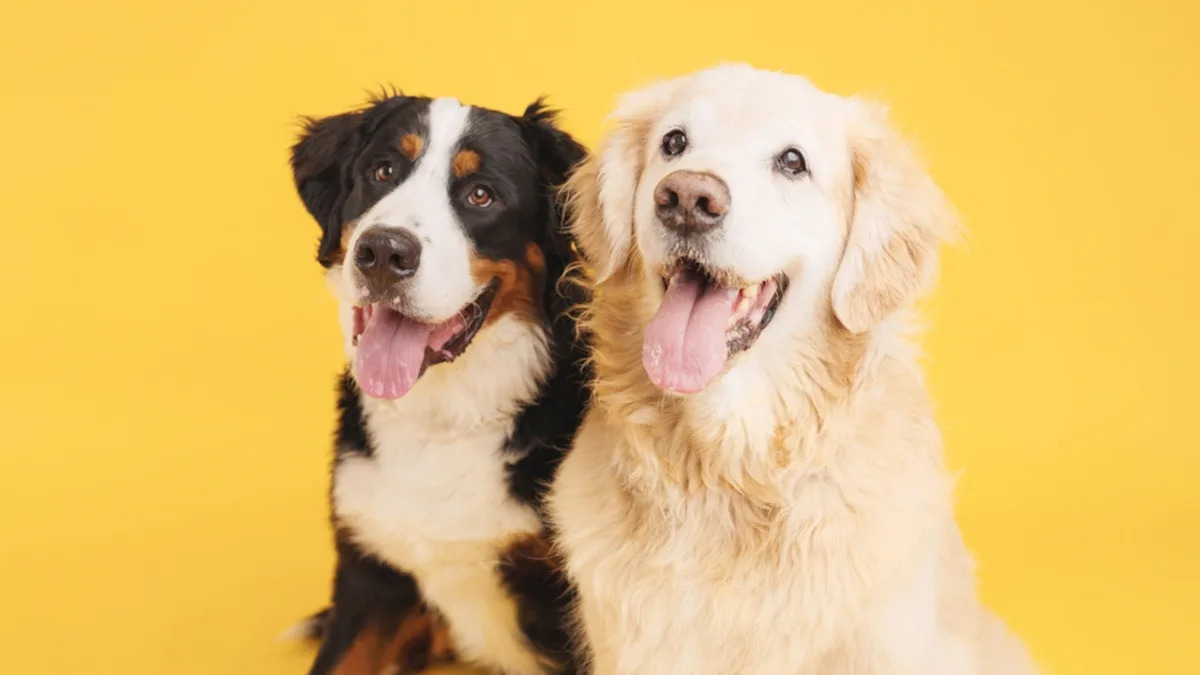  Bernese Mountain Dog’s Long-Awaited Hug From New Golden Retriever Sibling Is Everything