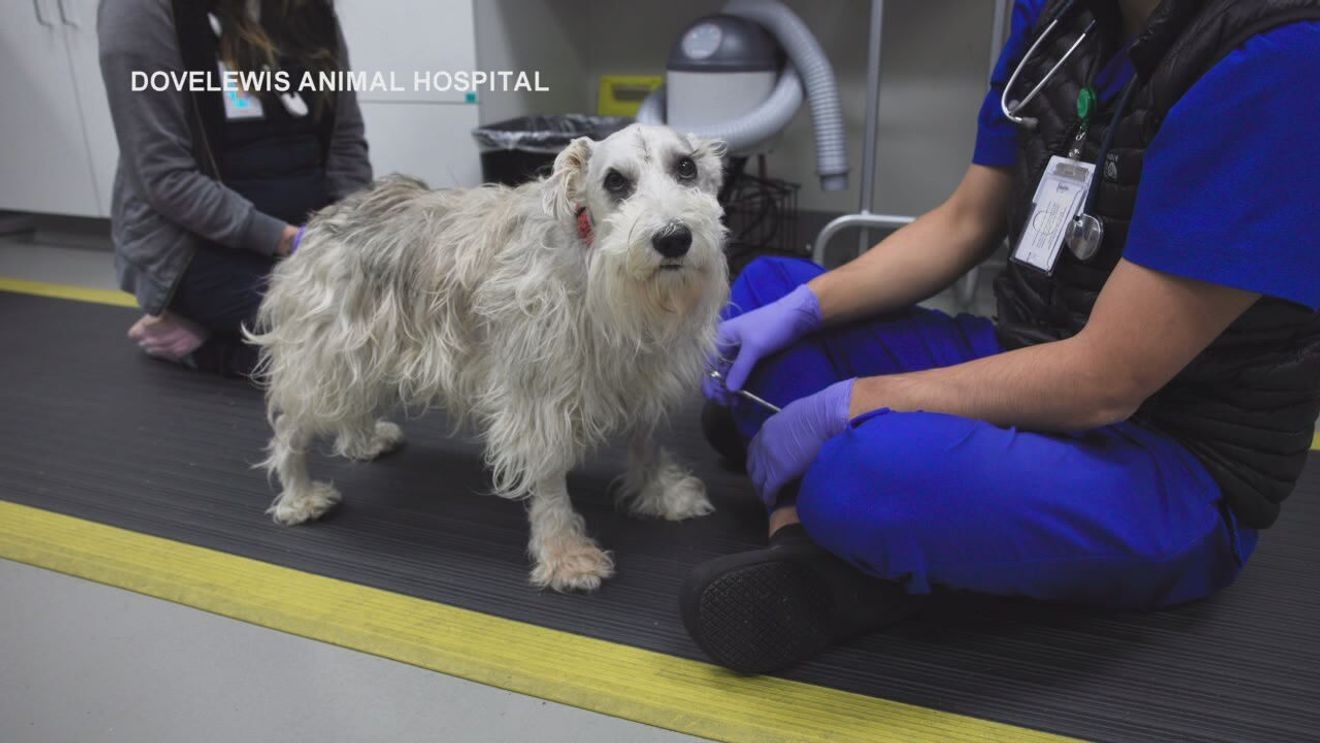  Dog recovers from rare, complex brain surgery at Portland animal hospital