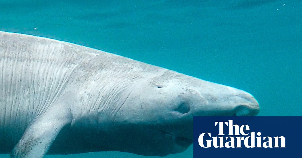  Blind, slow and 500 years old – or are they? How scientists are unravelling the secrets of Greenland sharks | Sharks