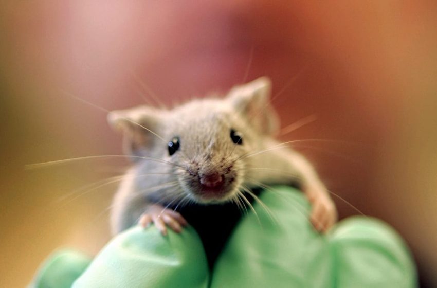  Scientists achieve pancreatic tumour regression in breakthrough study