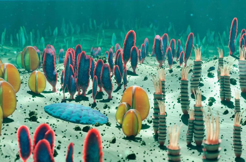  These Bizarre Fossils Have Baffled Scientists for Years. Now, Experts Have Cracked the Case.