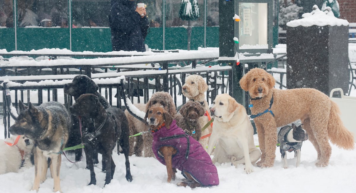 Can dogs get the flu? NYC vet explains what pet owners need to know.