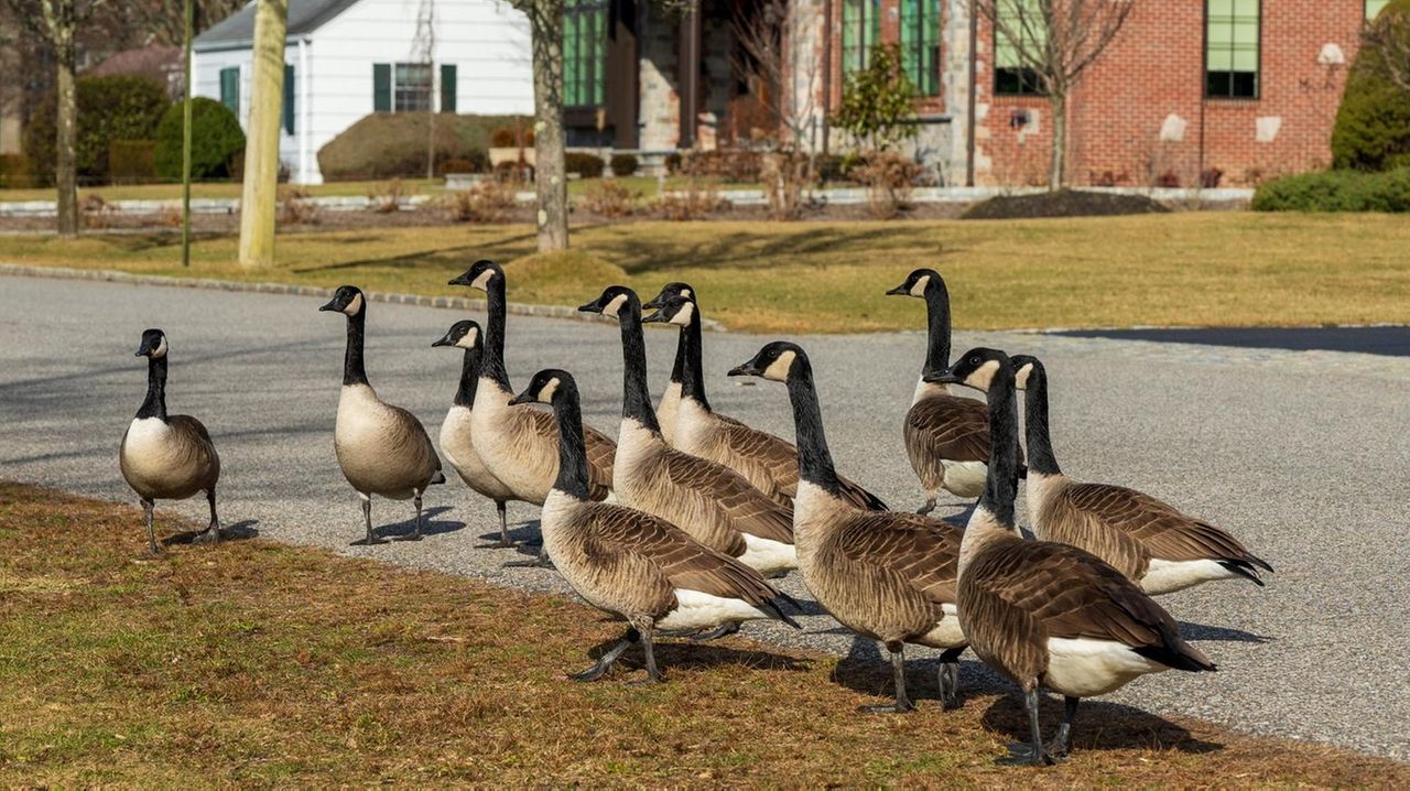  Huntington warns residents about dead geese found near Heckscher Park