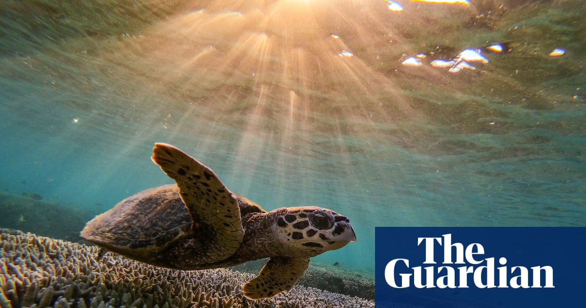  A bid to clean up shipping industry intensified a coral bleaching event on Great Barrier Reef, study says | Great Barrier Reef