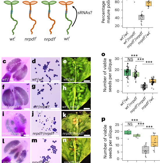  Long-distance transport of siRNAs with functional roles in pollen development