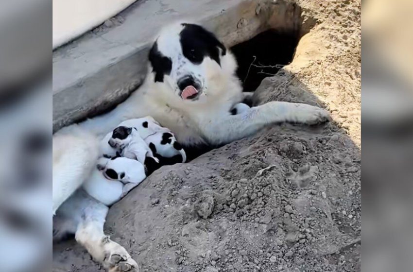  Rescuer Goes To Save Dogs Abandoned In Orchard And Ends Up With 10 Newborn Puppies