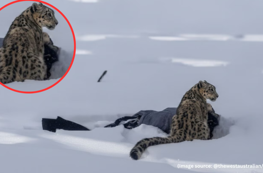  Tourist skier mauled after approaching snow leopard for photos in northwest China