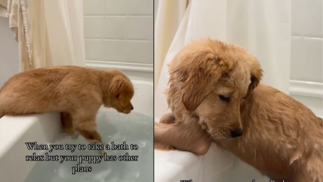  Golden Retriever Puppy Makes Plans of Her Own When Owner Hits the Tub
