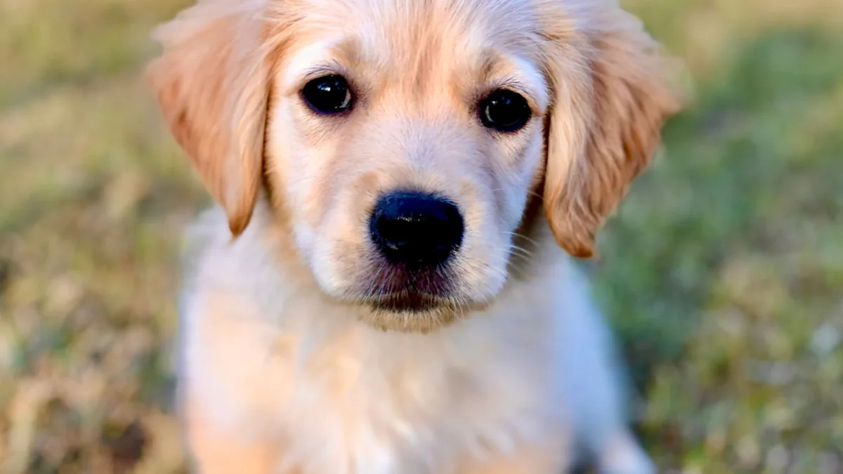  Tiny Golden Retriever Puppy’s First Little ‘Woof’ Is Melting Hearts Everywhere