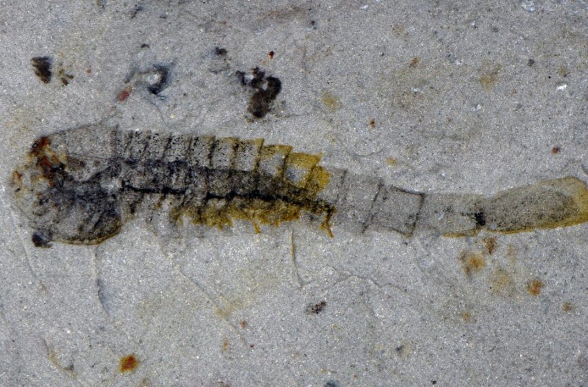  New animal species that survived mass extinction event half a billion years ago found in a quarry in China