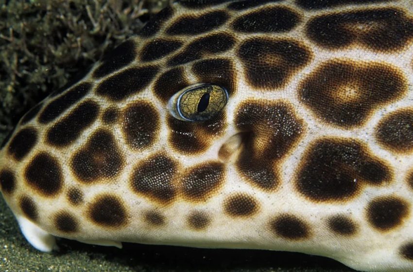  Scientists Found a Creature That’s Breaking the Rules of Reproduction