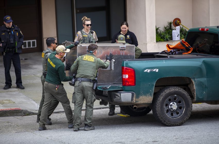  San Francisco Mountain Lion Is Tranquilized and Captured for Release Elsewhere