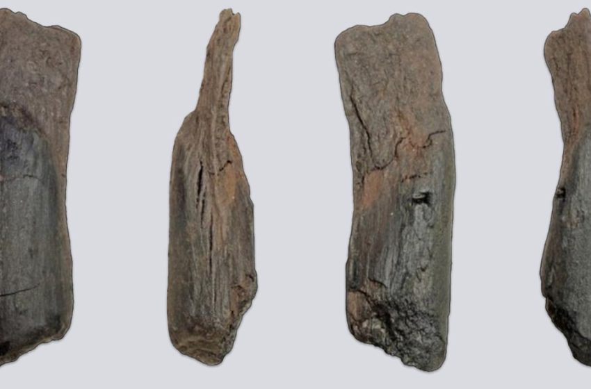  Oldest tool ever found is stick shaped by humans 430,000 years ago