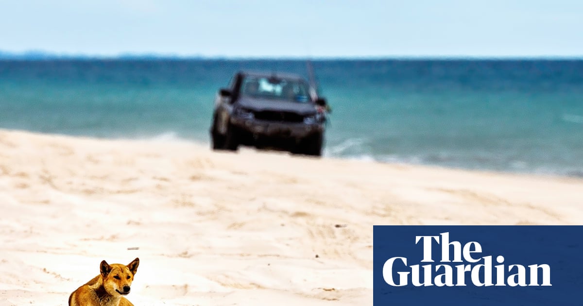  Canadian backpacker’s death poses question for Queensland’s K’gari: can dingoes and tourists coexist? | K’gari (Fraser Island)